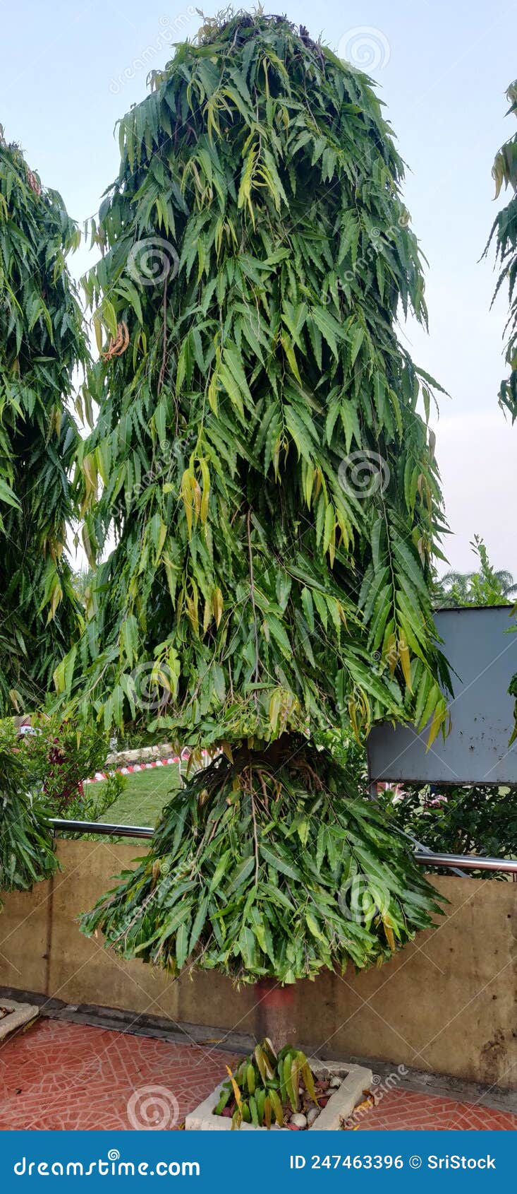 Ashoka Tree with an Isolated Light Blue Sky Background Stock Photo