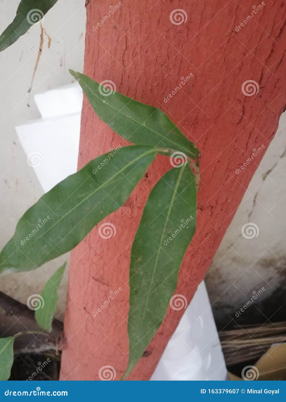 Ashoka Tree Leaves Green Live Stock Image Image of live, ashoka