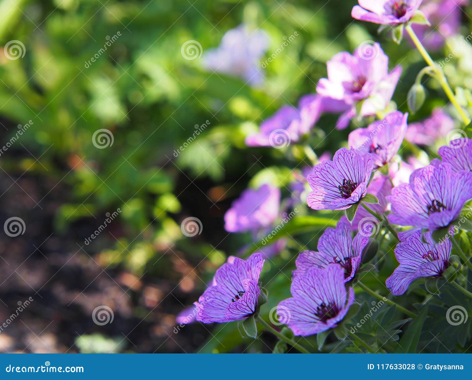 Ashy Cranesbill - Geranium Cinereum `Ballerina` Stock Photo - Image blossom, ornamental: 117633028