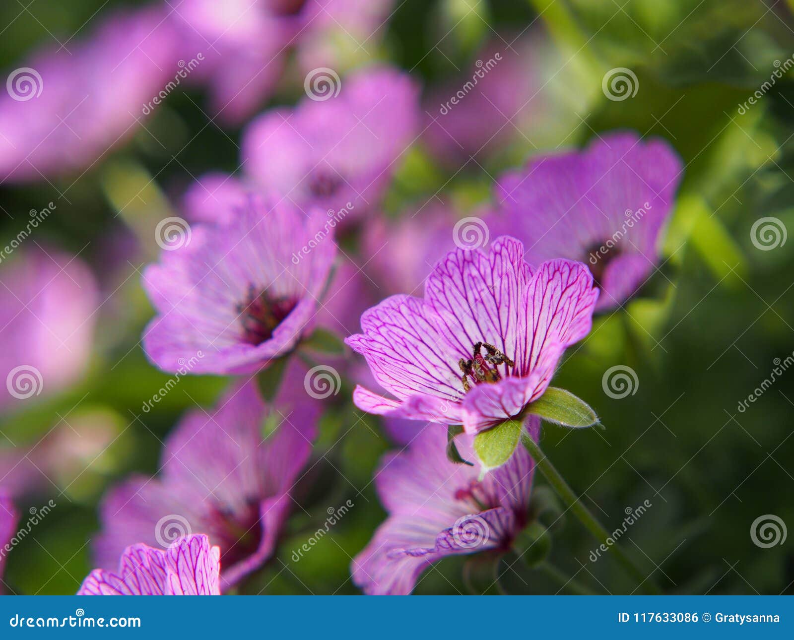 ashy cranesbill - geranium cinereum `ballerina`