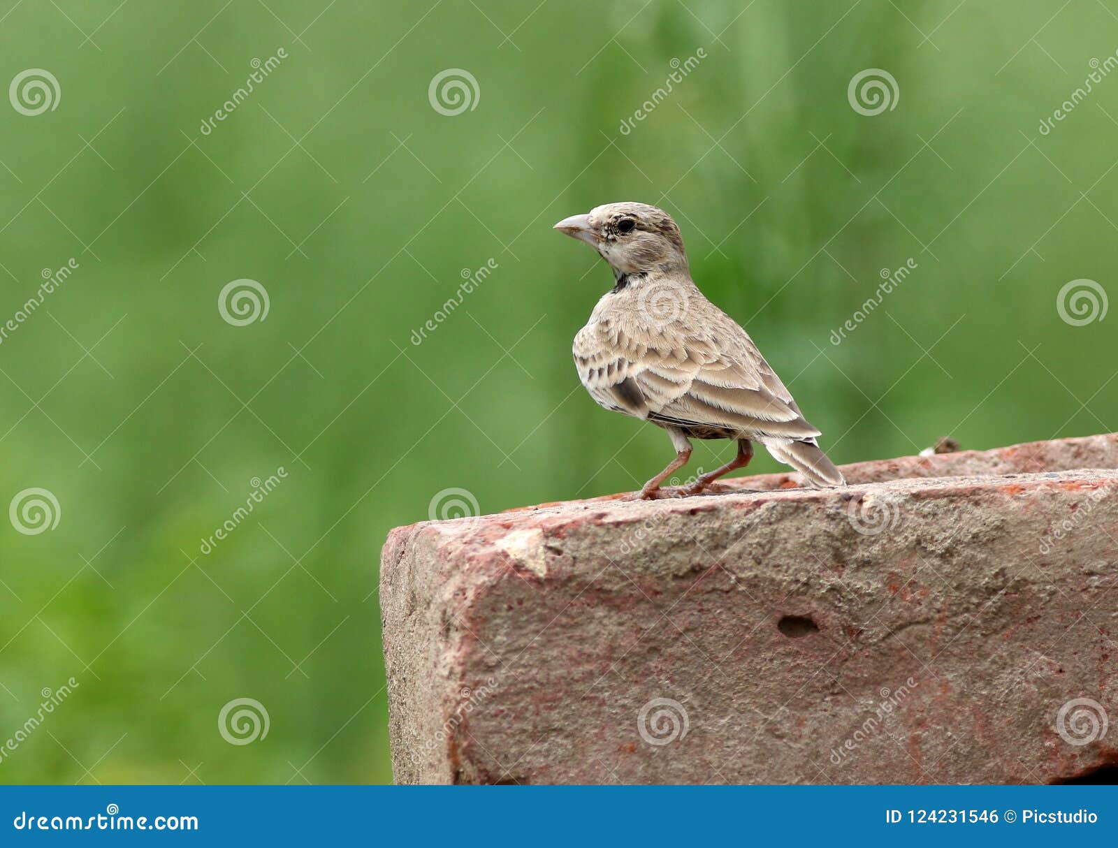 ashy crowned lark