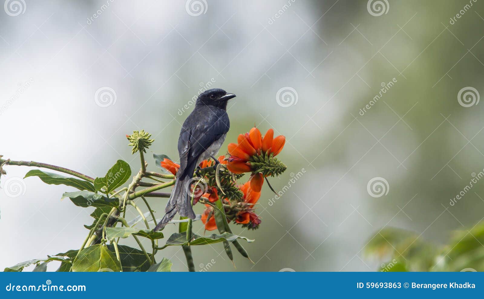 ashy drongo in ella, sri lanka