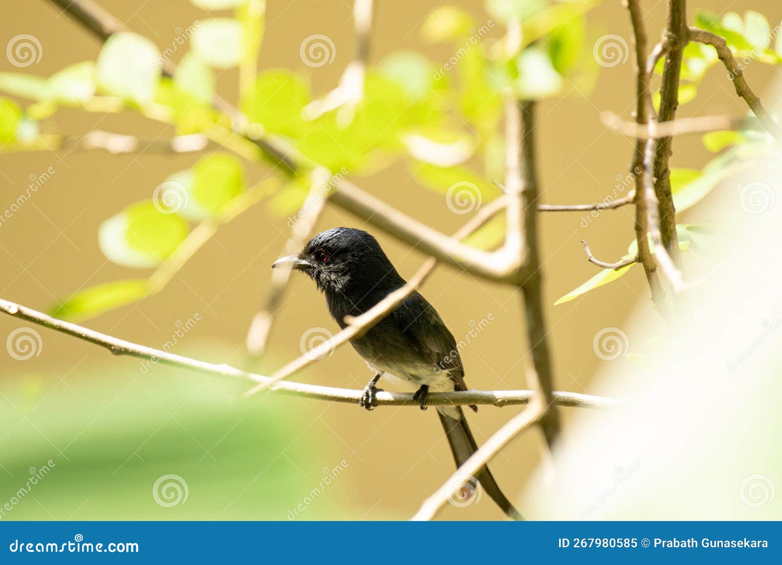 ashy drongo hq wallpaper