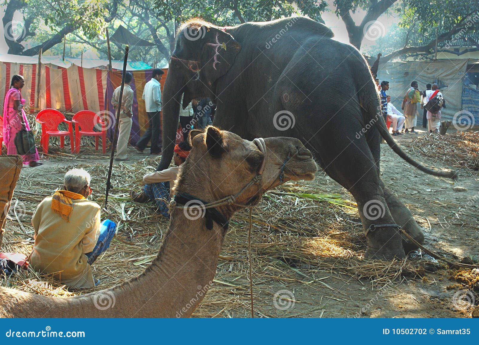 Asiaâ€™s Biggest Cattle Fair. Editorial Photography - Image of sitting,  sonepur: 10502702