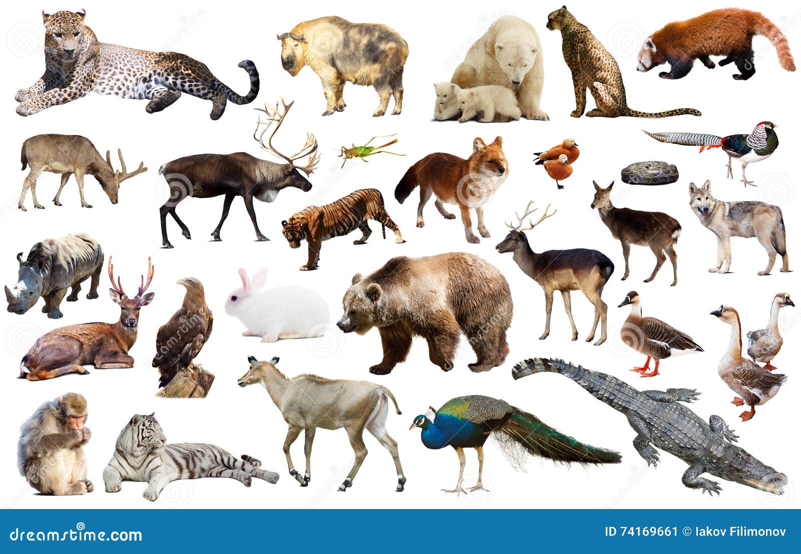 Asia animals isolated stock image. Image of herbivore - 74169661 Asia animals isolated stock image. Image of herbivore - 74169661