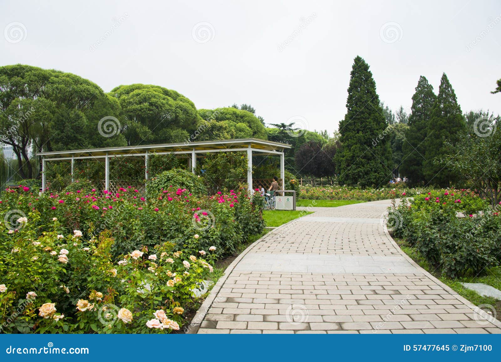 Asia China Beijing Taoranting Park Rose Garden Editorial Image