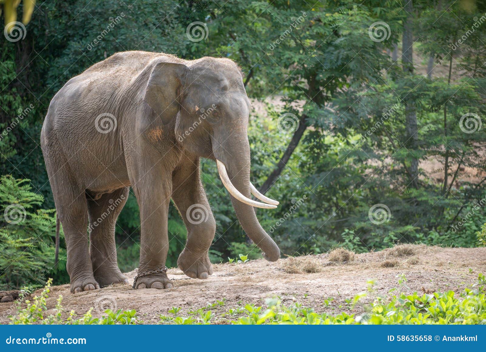 asia elephent tether with chain