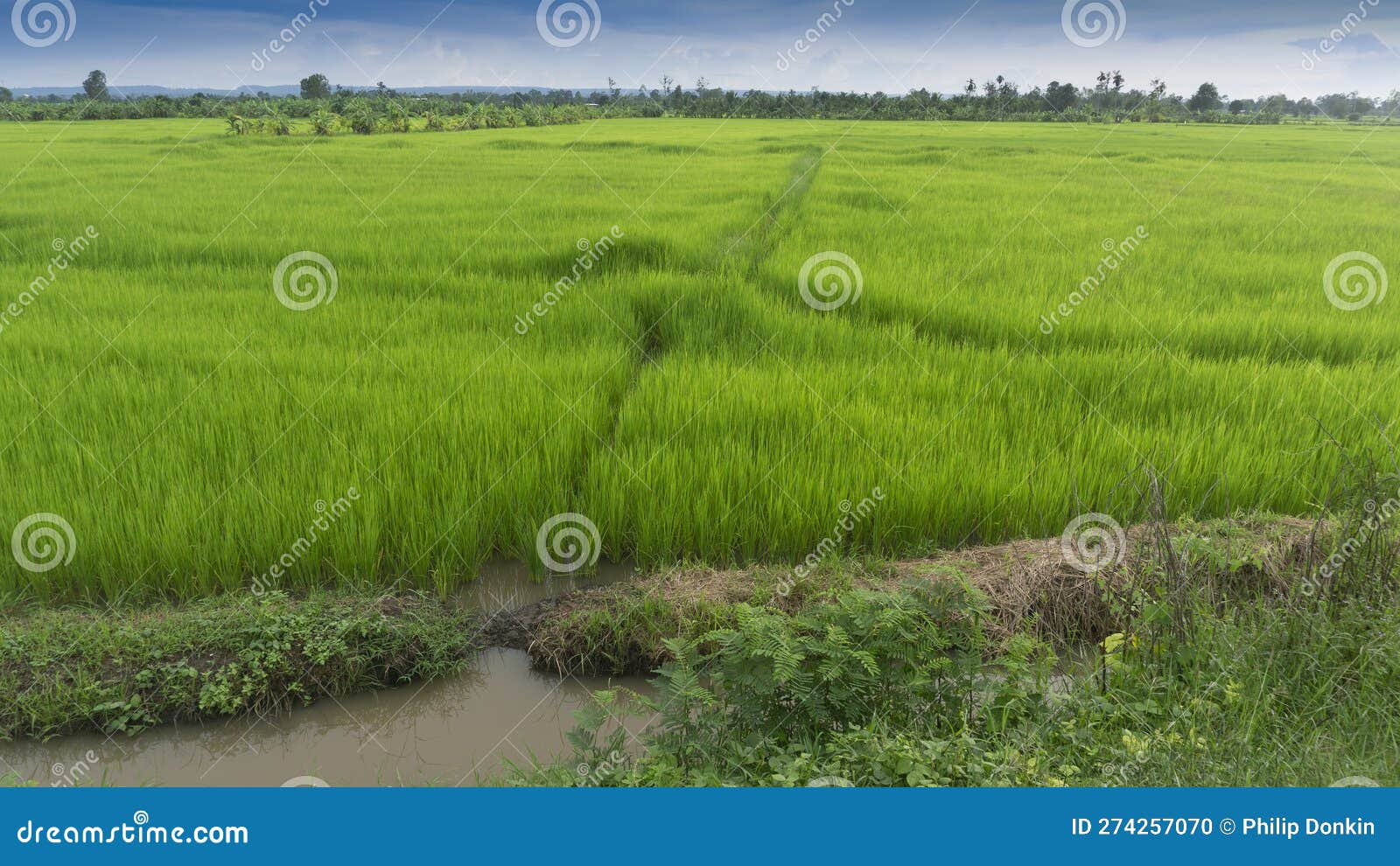 asia rice paddy's and rice production green growing rice in tropical climate