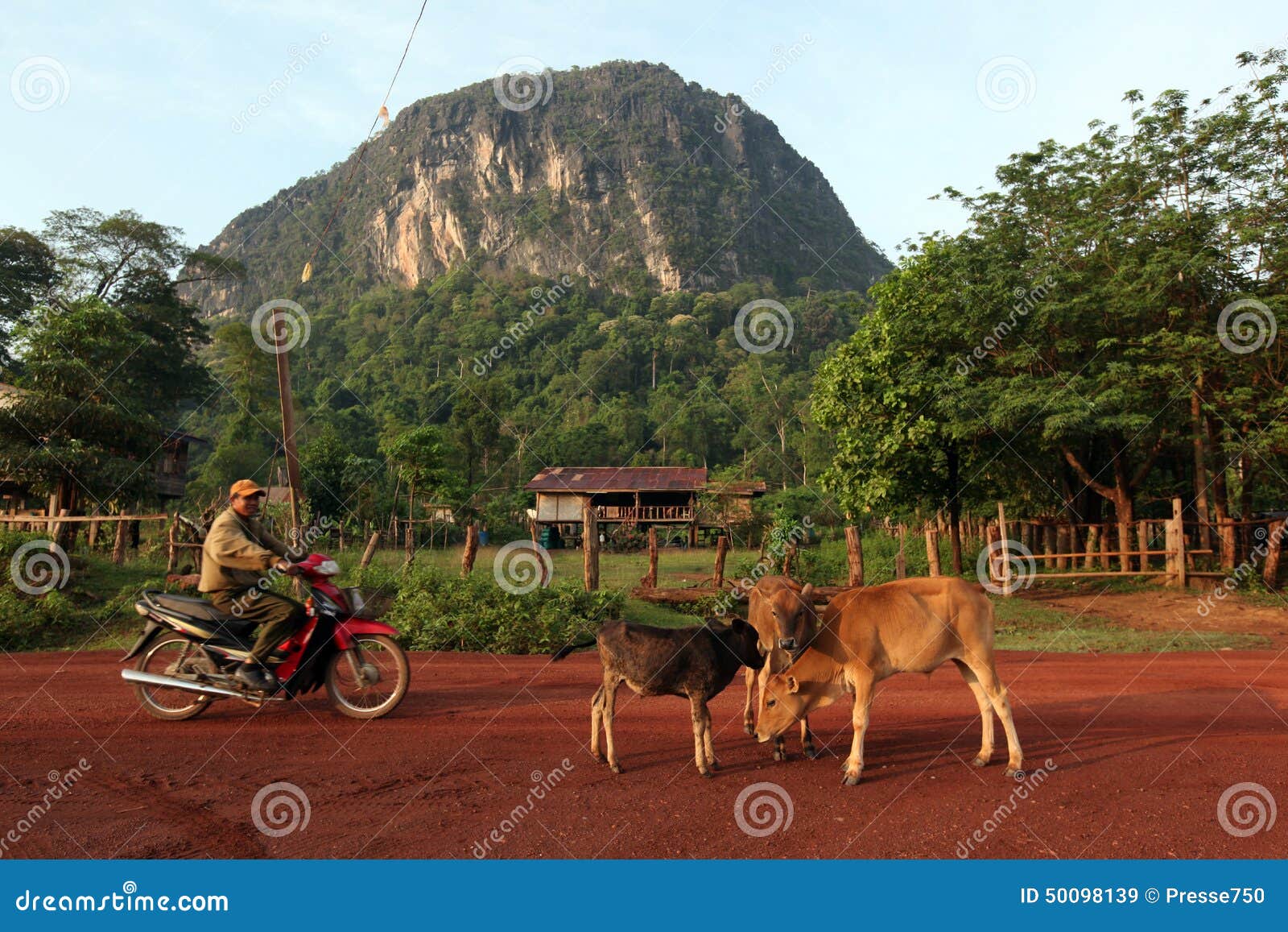 ASIA SOUTHEASTASIA LAOS KHAMMUAN REGION. Cows at a Road in the landscape on the road12 bedwen the Towns of Tha Khaek and the Village of Mahaxai Mai in central Lao in the region of Khammuan in Lao in Souteastasia.