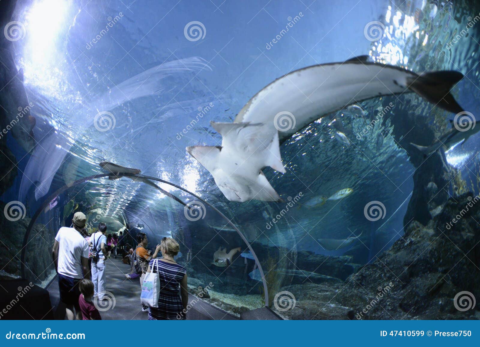 ASIA THAILAND BANGKOK AQUARIUM Editorial Stock Image - Image of ...