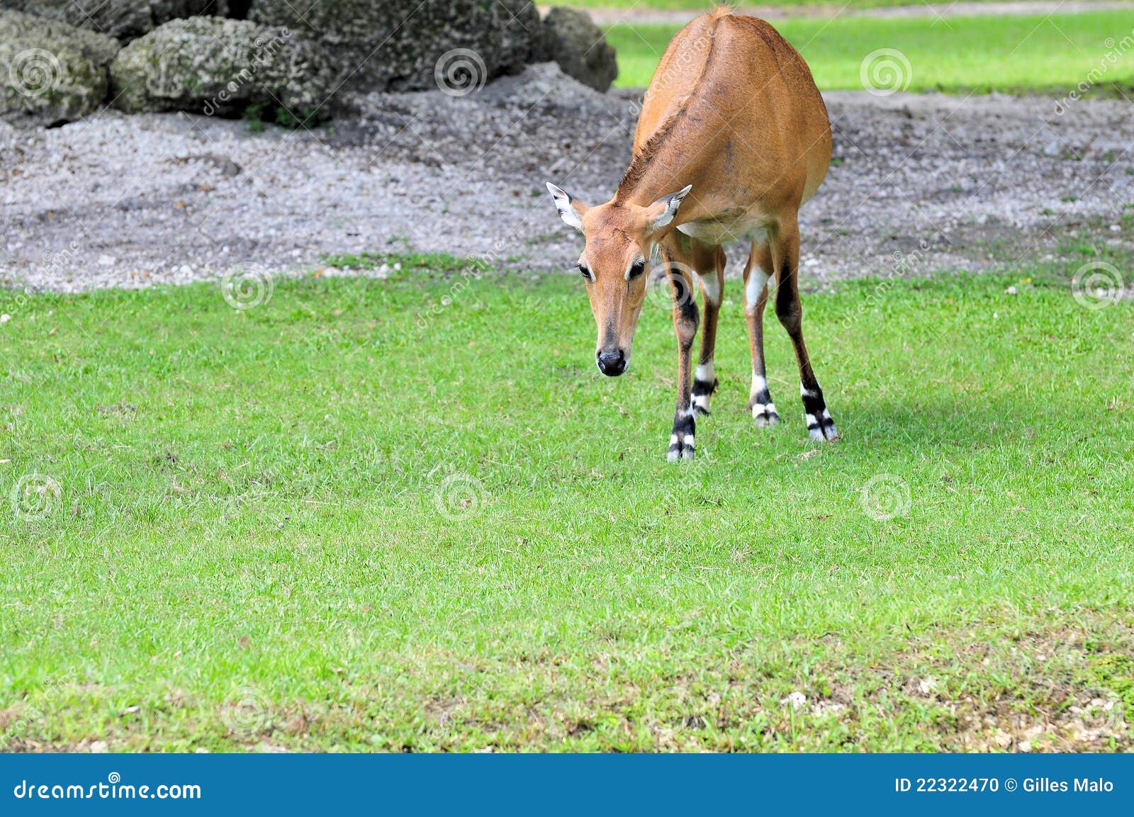 Asian gazelle species Latinas in the hood porn