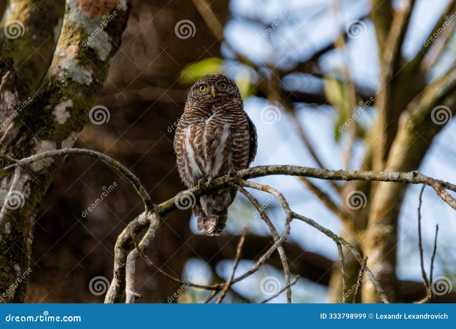 asian barred owlet on the tree branch in the forest at gayabari village. himalayas