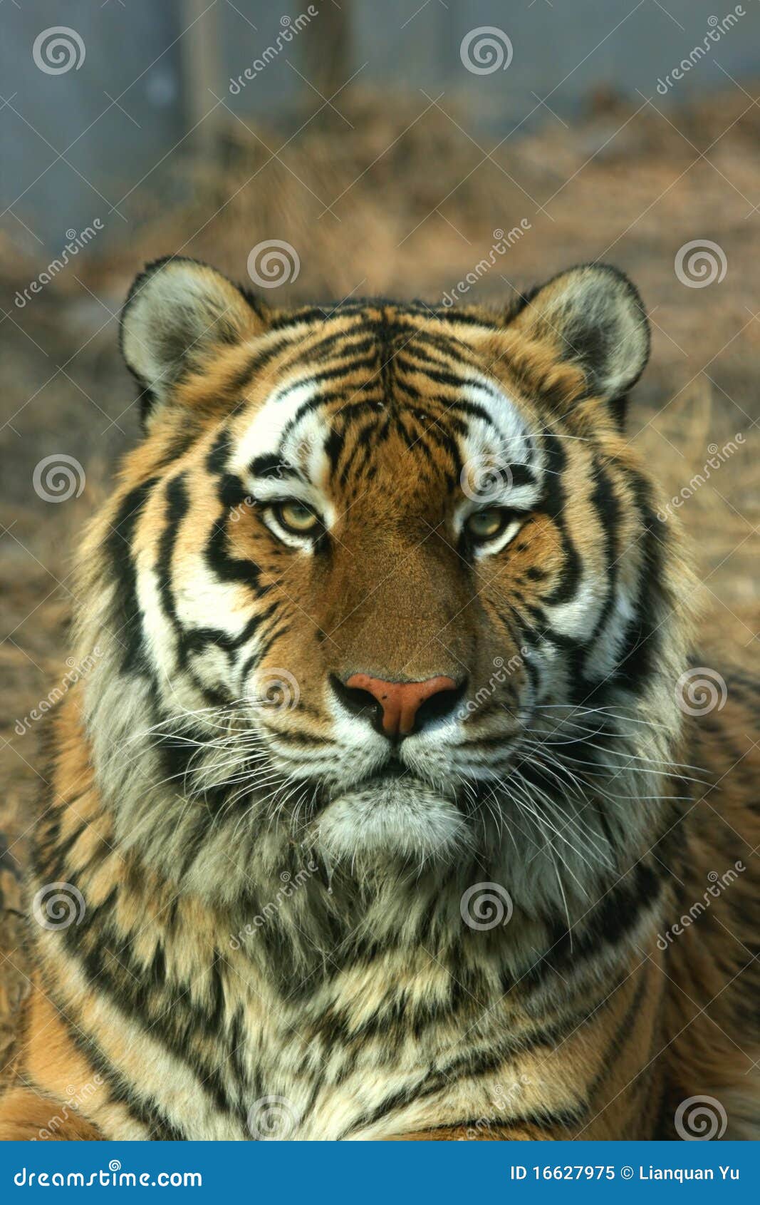 (x-9)(x+2)=0 Asian tiger illustration Image beautiful image. of stock (x-9)(x+2)=0 Asian tiger illustration Image beautiful image. of stock