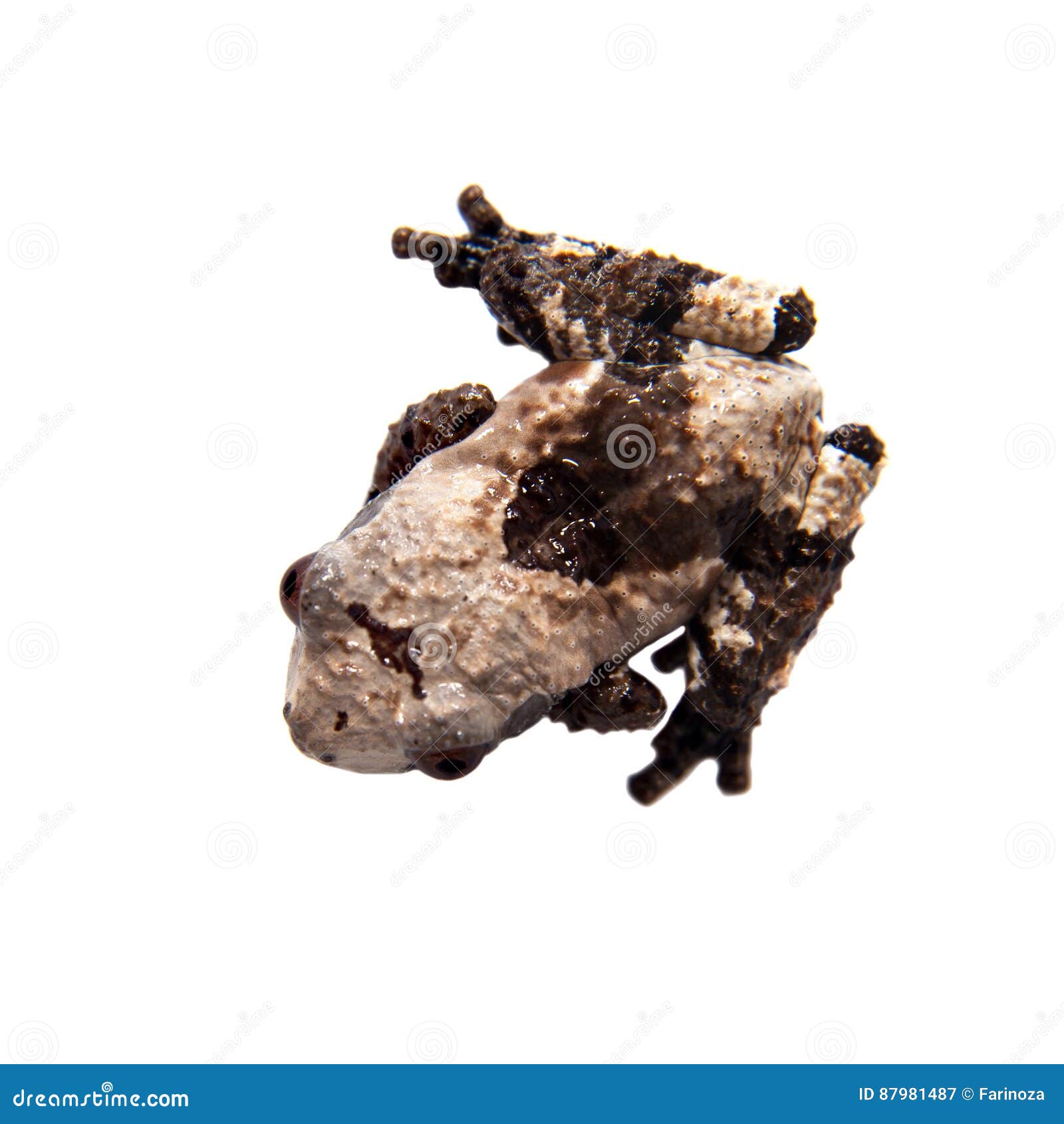 Asian Bird Poop Frog, Theloderma Albopunctata, on White Stock Image