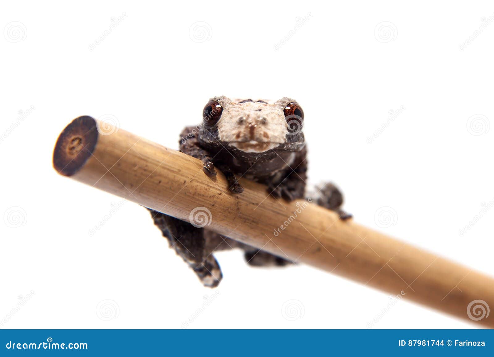 Asian Bird Poop Frog, Theloderma Albopunctata, on White Stock Photo