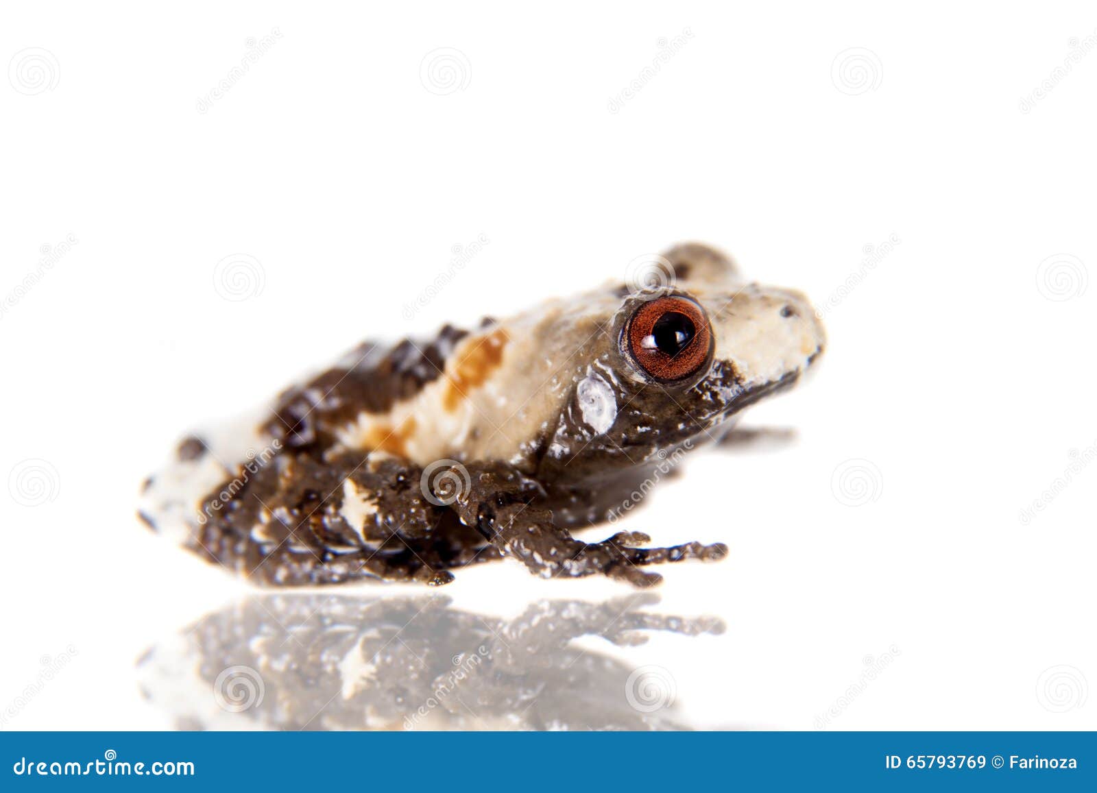 Asian Bird Poop Frog, Theloderma Asperum, on White Stock Image Image