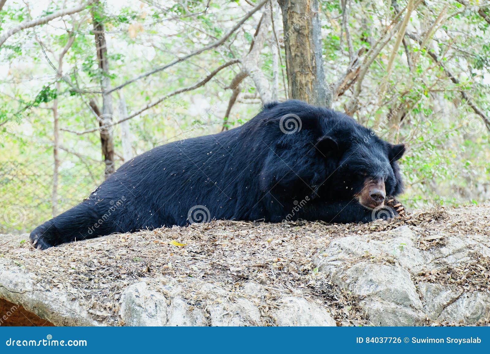 Asian Black Bear Sleep on the Rock Stock Photo Image of rock, bear