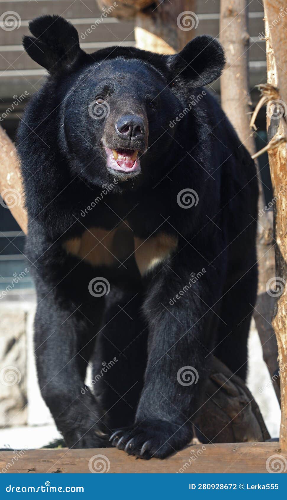 Asian Black Bear (Ursus Thibetanus), Also Known As Asiatic Black Bear ...