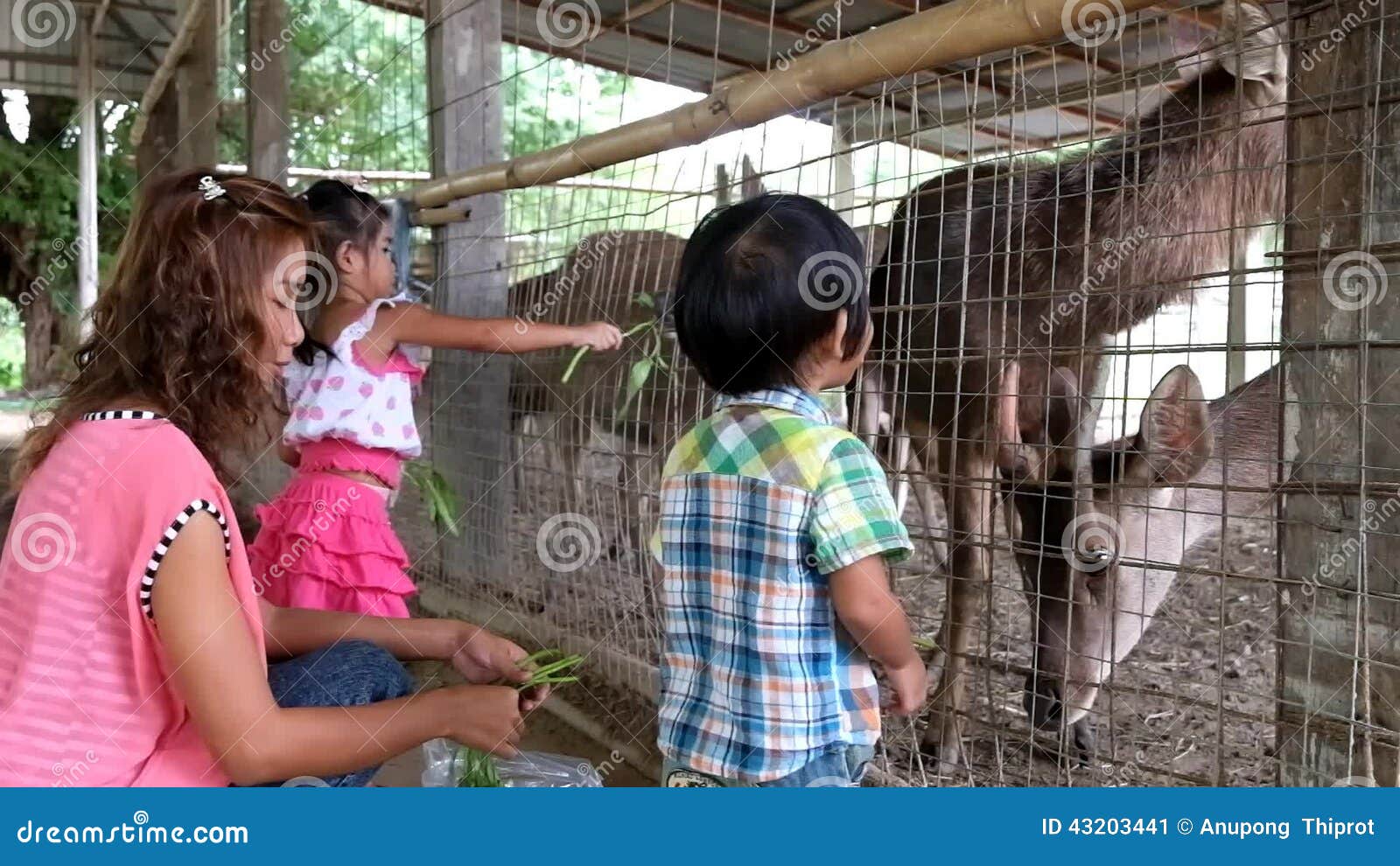 Asian Boy and Girl with Mother are Feeding Animal in the Zoo. Stock Video -  Video of animal, leisure: 43203441