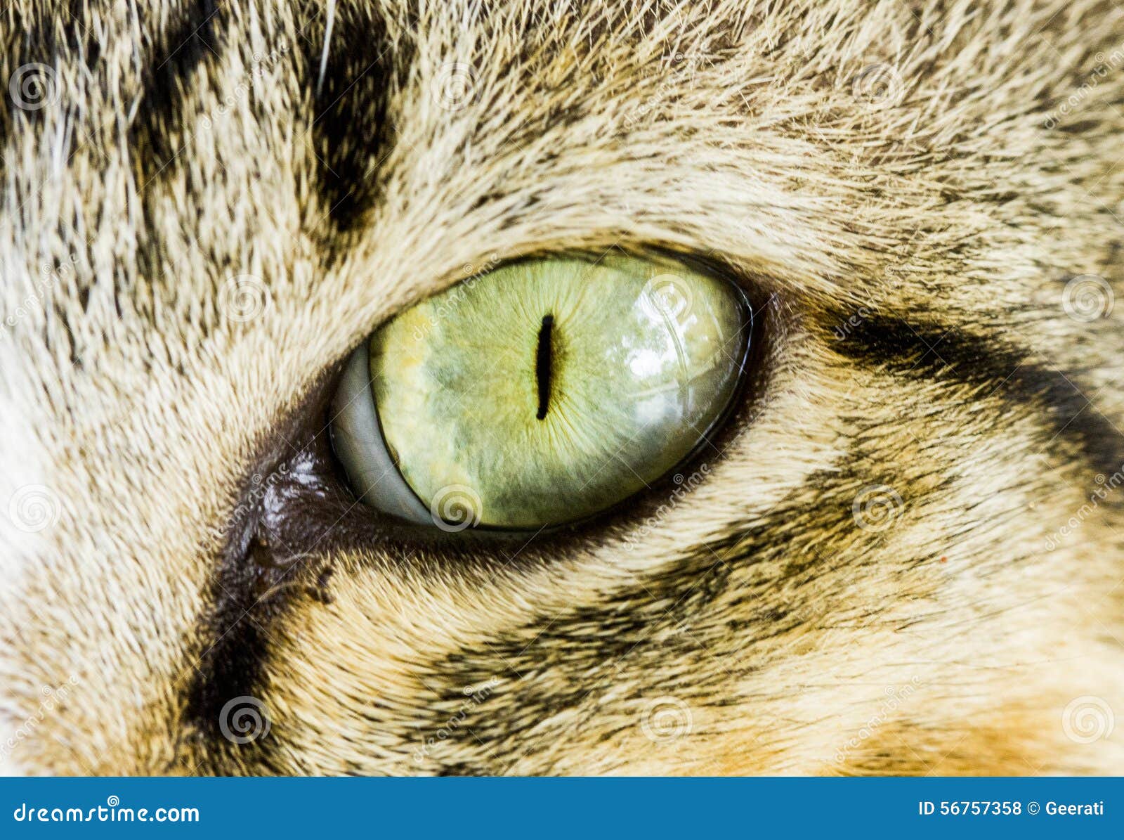 Asian cat eye close up stock photo. Image of frightened - 56757358