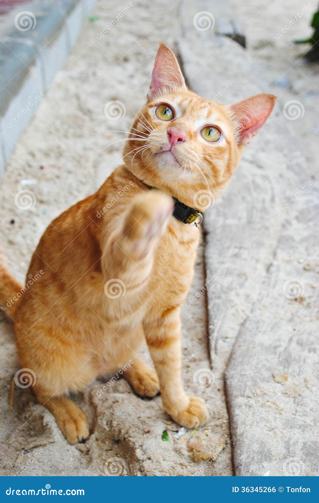 Asian cat stock photo. Image of orange, asian, animal 36345266
