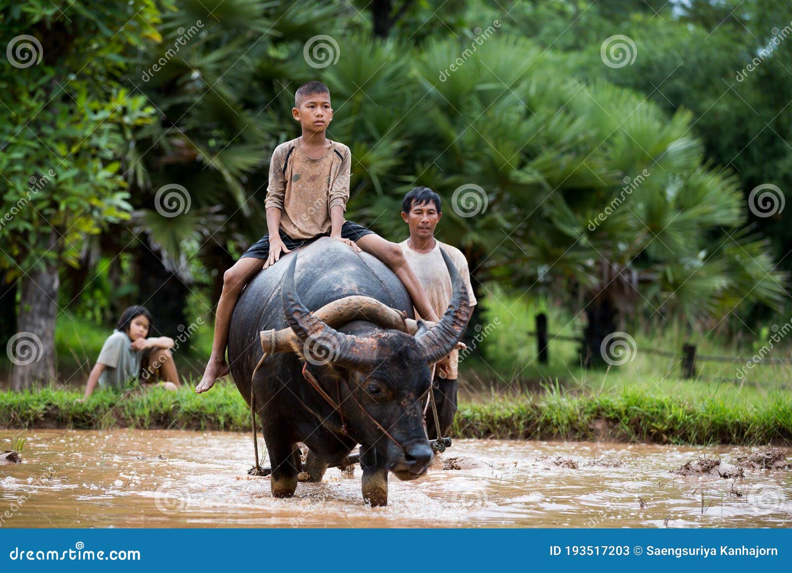 Girl Riding Buffalo - Free Royalty-Free Photos from Dreamstime