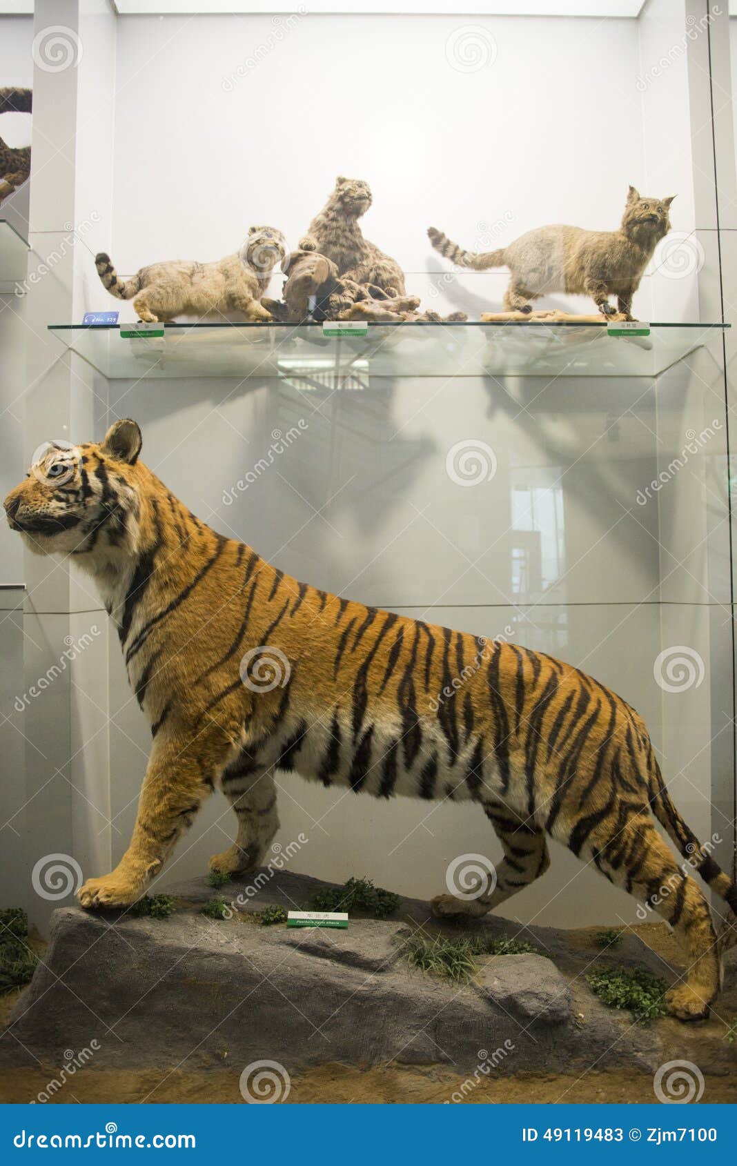 Asian China, Beijing, National Animal Museum,Animal Specimens Editorial Stock Photo - Image of chinese, lights: 49119483 Asian China, Beijing, National Animal Museum,Animal Specimens Editorial Stock Photo - Image of chinese, lights: 49119483