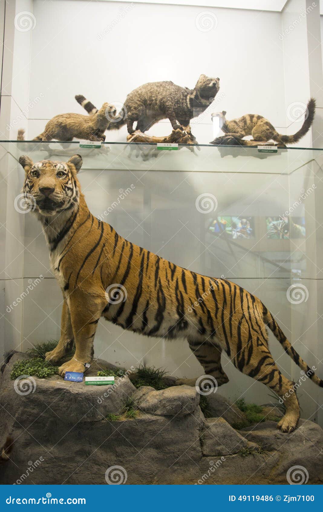 Asian China, Beijing, National Animal Museum,Animal Specimens Editorial Photo - Image of beijing, exhibition: 49119486 Asian China, Beijing, National Animal Museum,Animal Specimens Editorial Photo - Image of beijing, exhibition: 49119486
