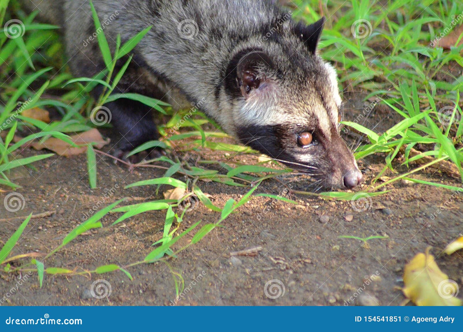 744 Asian Civet Photos Free Royalty Free Stock Photos From Dreamstime