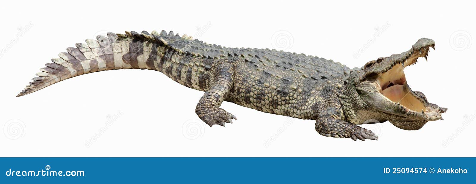 Asian Crocodile 38