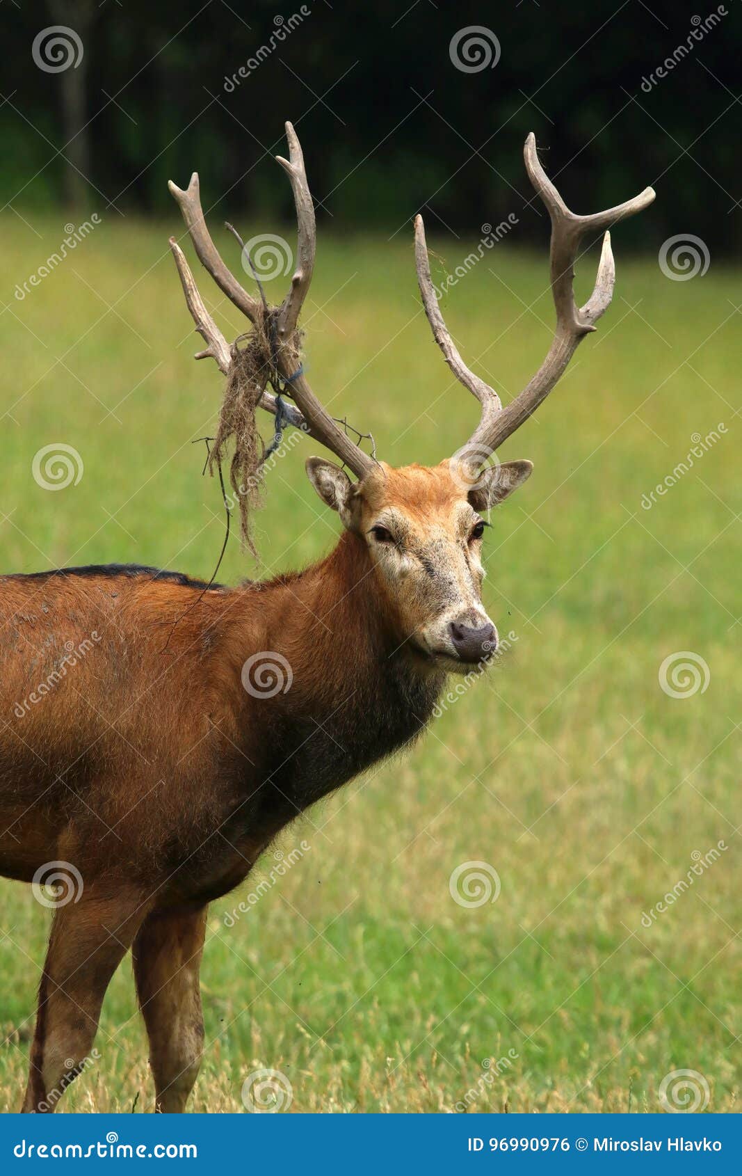 Asian Deer Elaphurus Davidianus Stock Photo Image of elaphurus, fauna