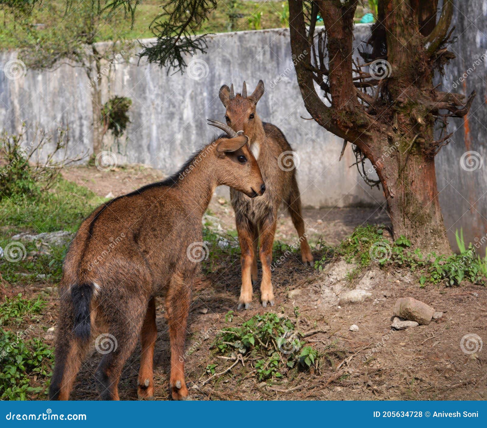 132 Sikkim Animals Stock Photos - Free & Royalty-Free Stock Photos from Dreamstime 132 Sikkim Animals Stock Photos - Free & Royalty-Free Stock Photos from Dreamstime