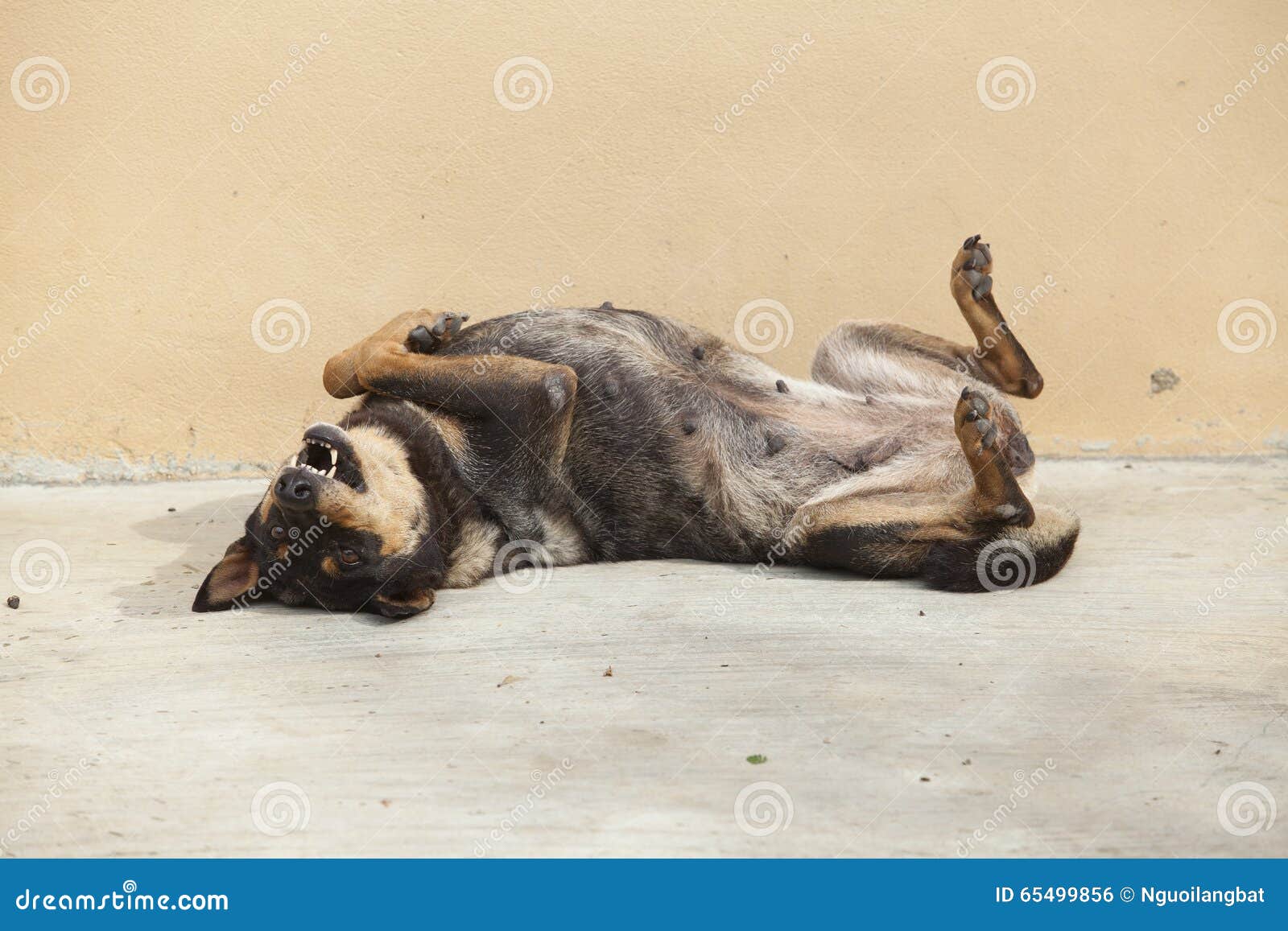 asian dog laying down in overturn position