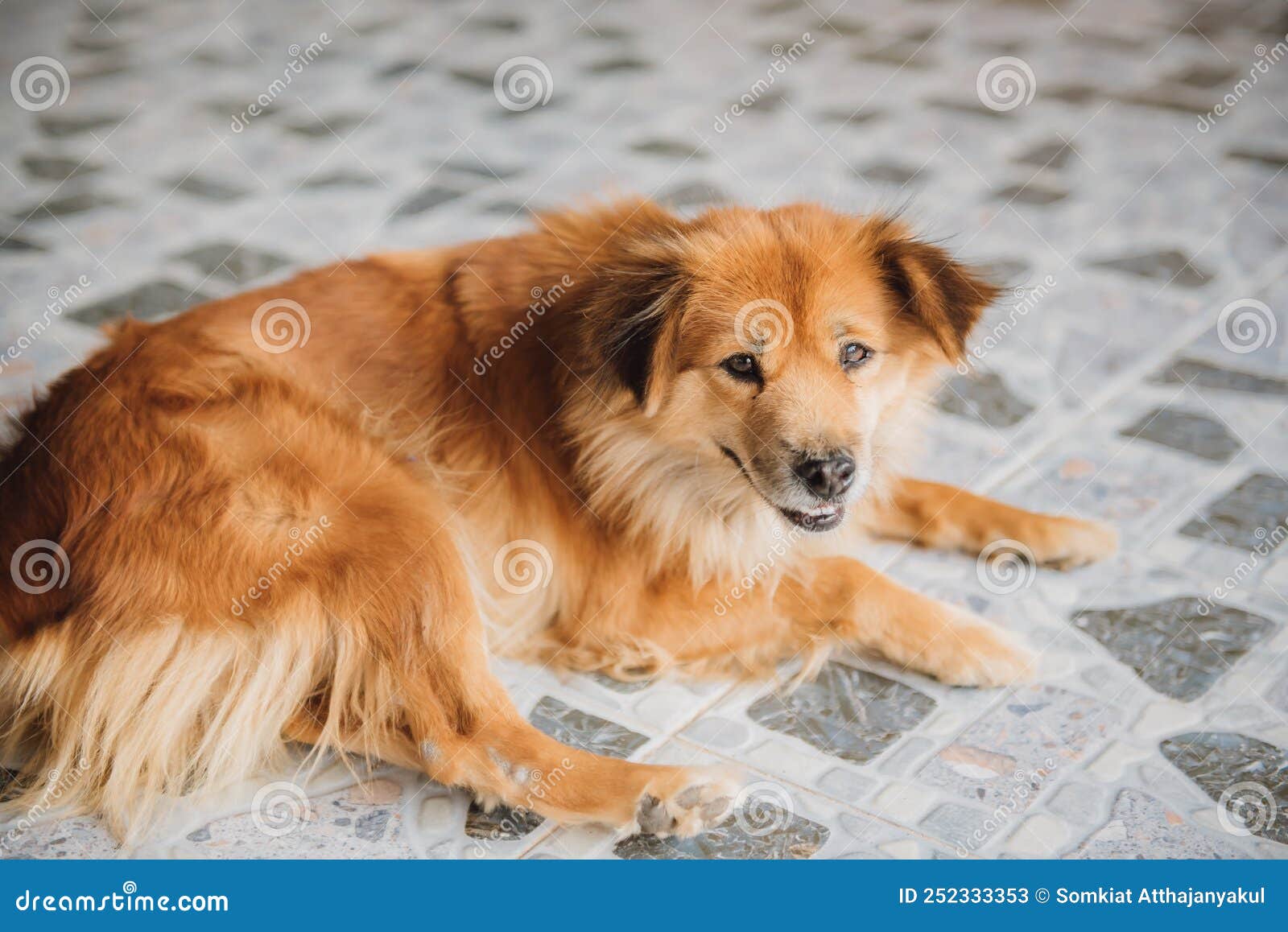 Asian Dog Sleeping on the Floor at Home. Stock Image Image of mammal