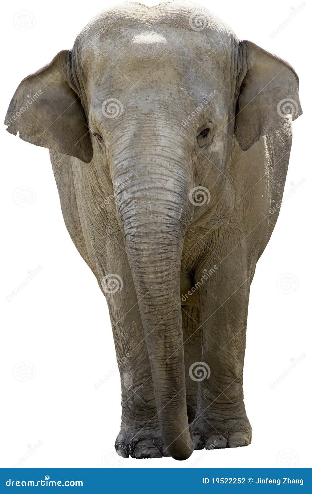 12 157 Face Elephant Photos Free Royalty Free Stock Photos From Dreamstime