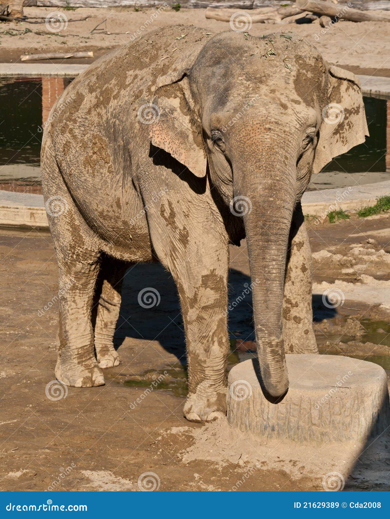Asian elephant stock image. Image of trunk, animals, years - 21629389