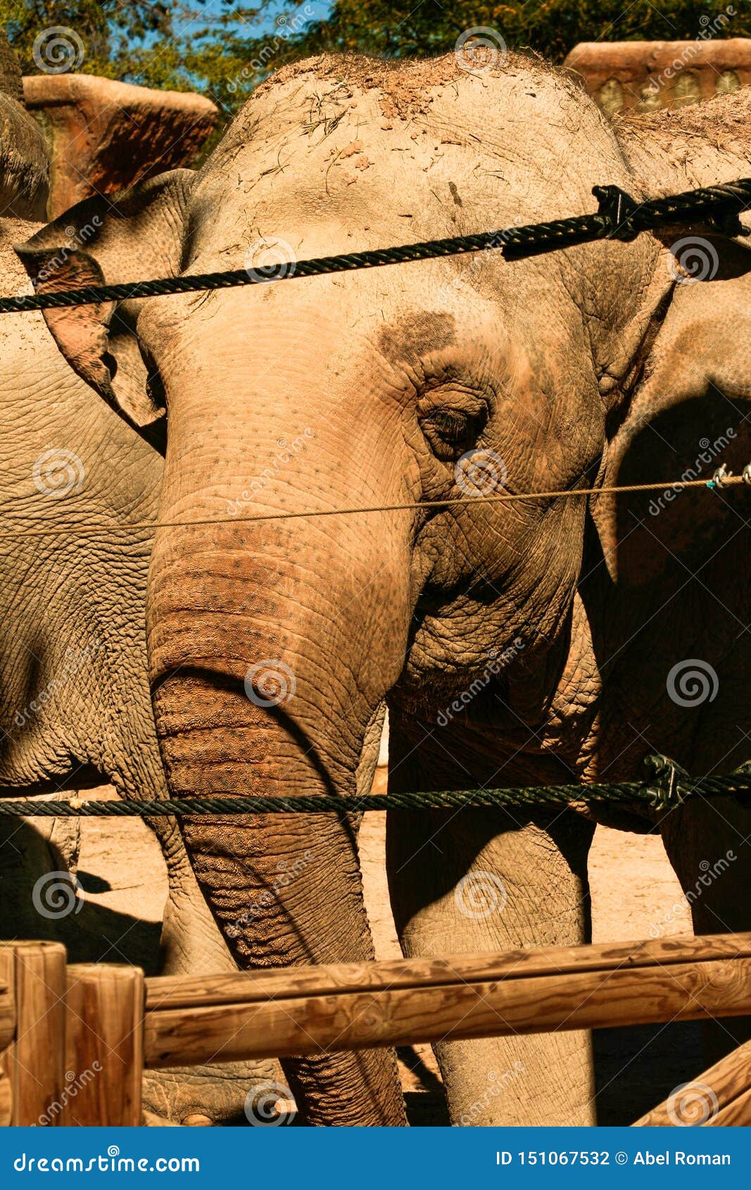 asian elephant behind a security fence