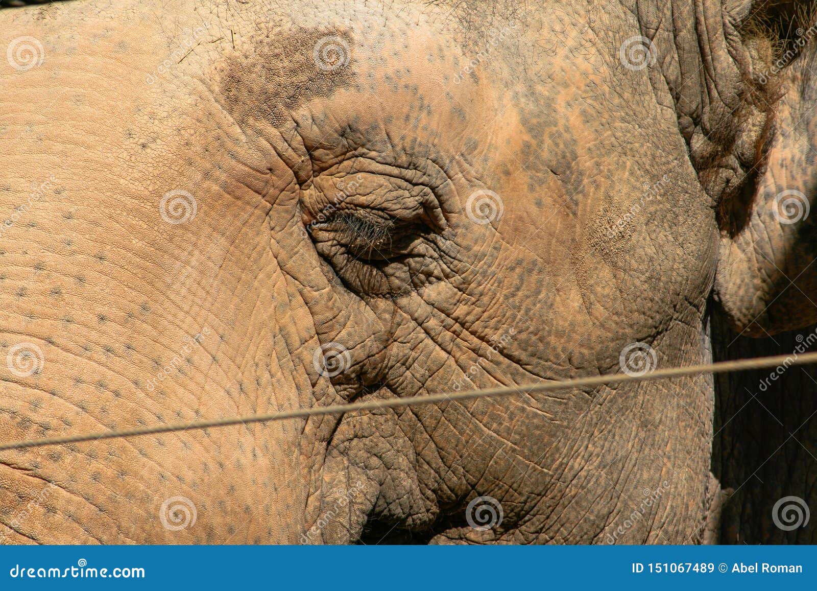 asian elephant behind a security fence, close up, background