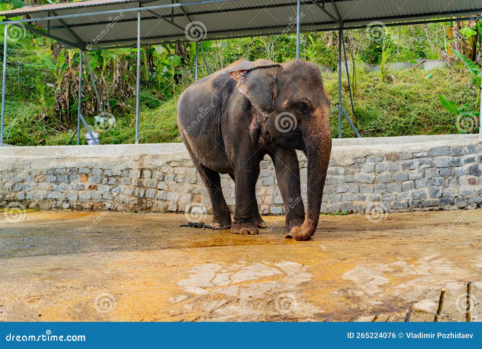 Asian Elephant in Captivity. Stock Photo Image of elephant