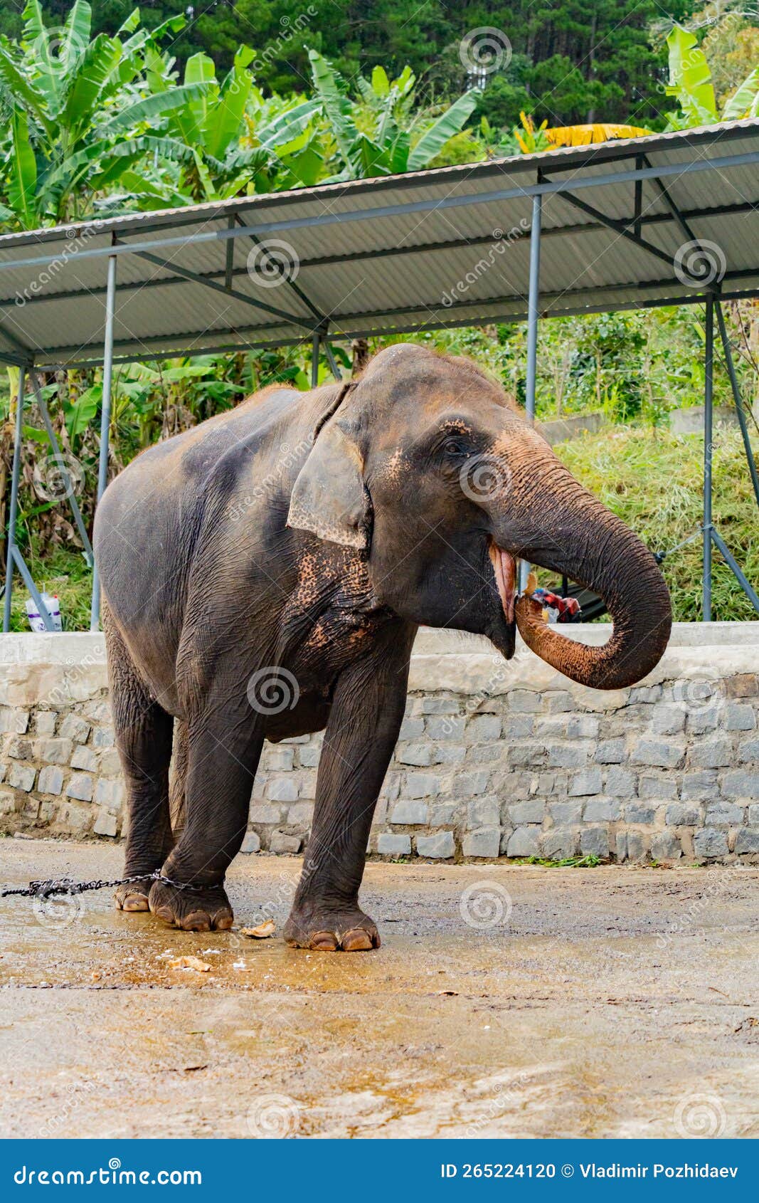 Asian Elephant in Captivity. Stock Photo Image of travel, elephant