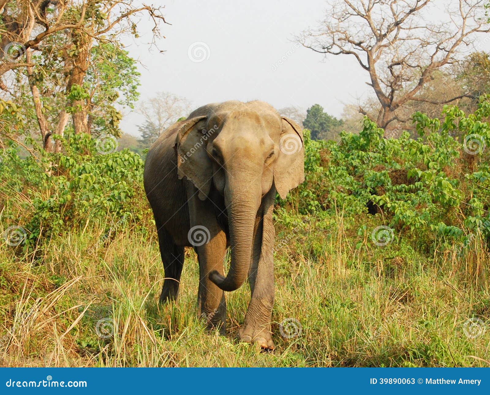 asian elephant in chitwan national park.