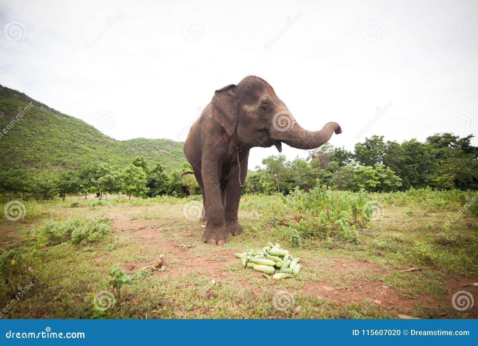 asian elephant eating fruits