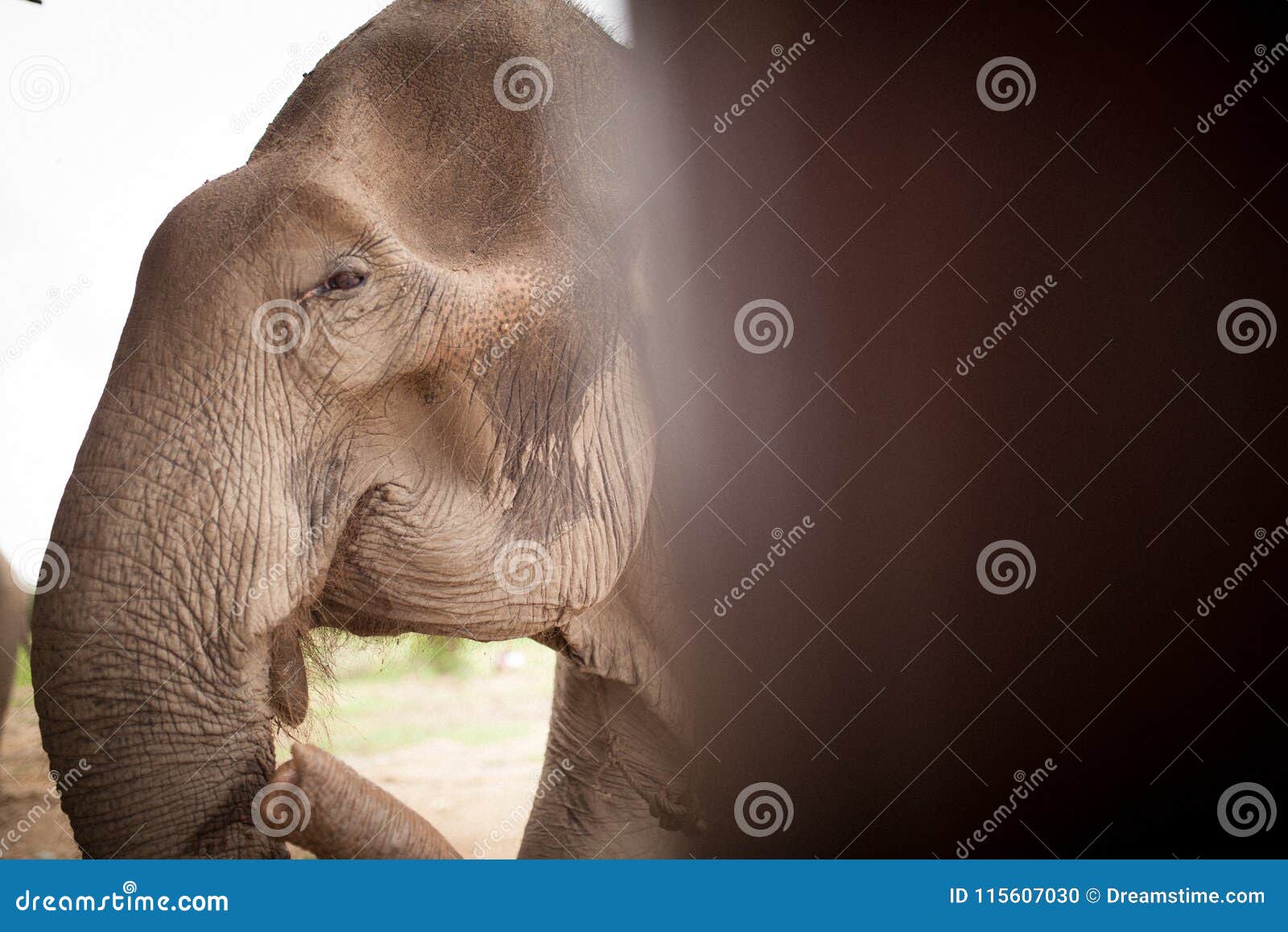 asian elephant eating fruits