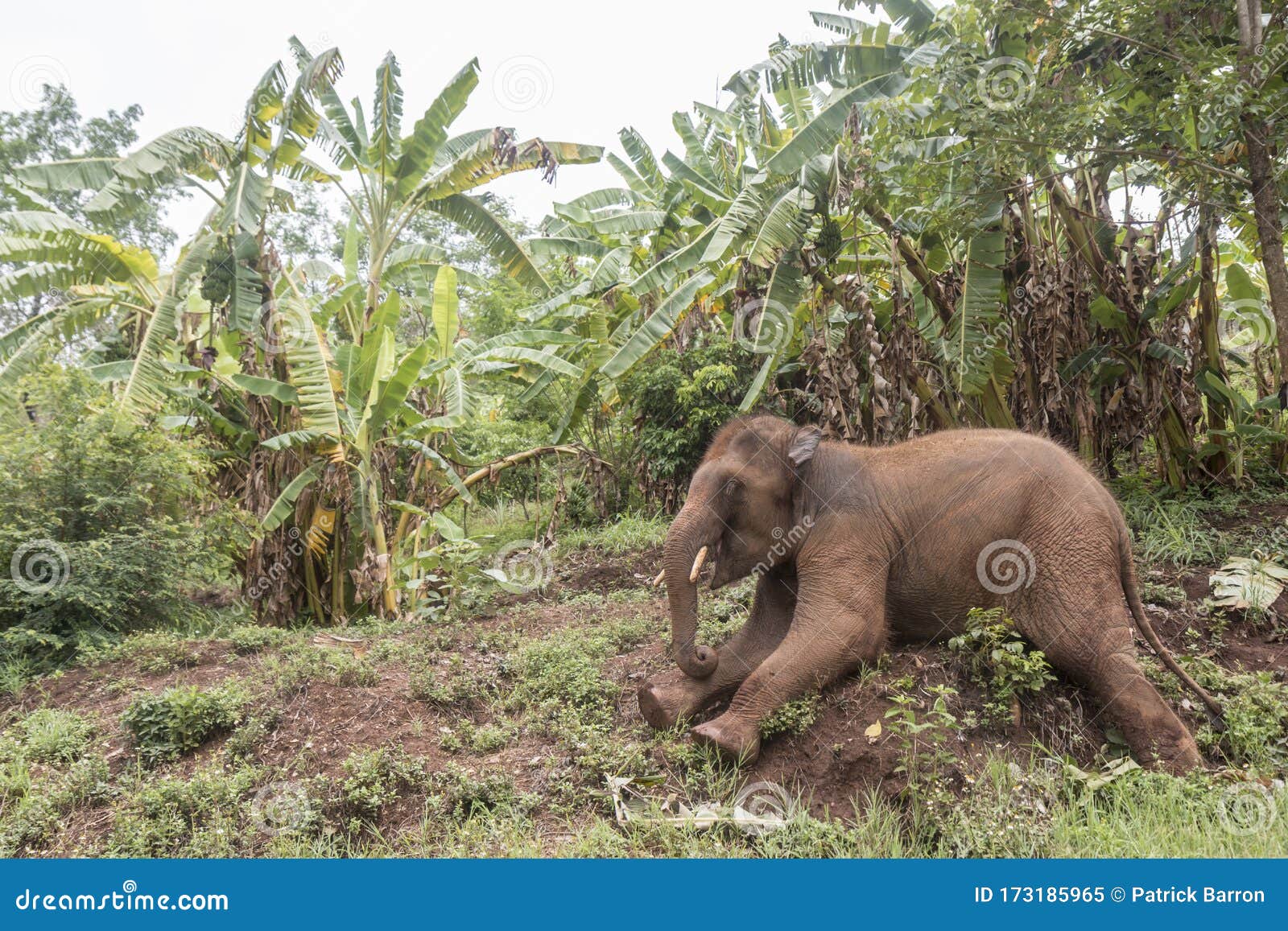 Asian Elephant at an Ethical Elephant Sanctuary in Thailand Stock Image