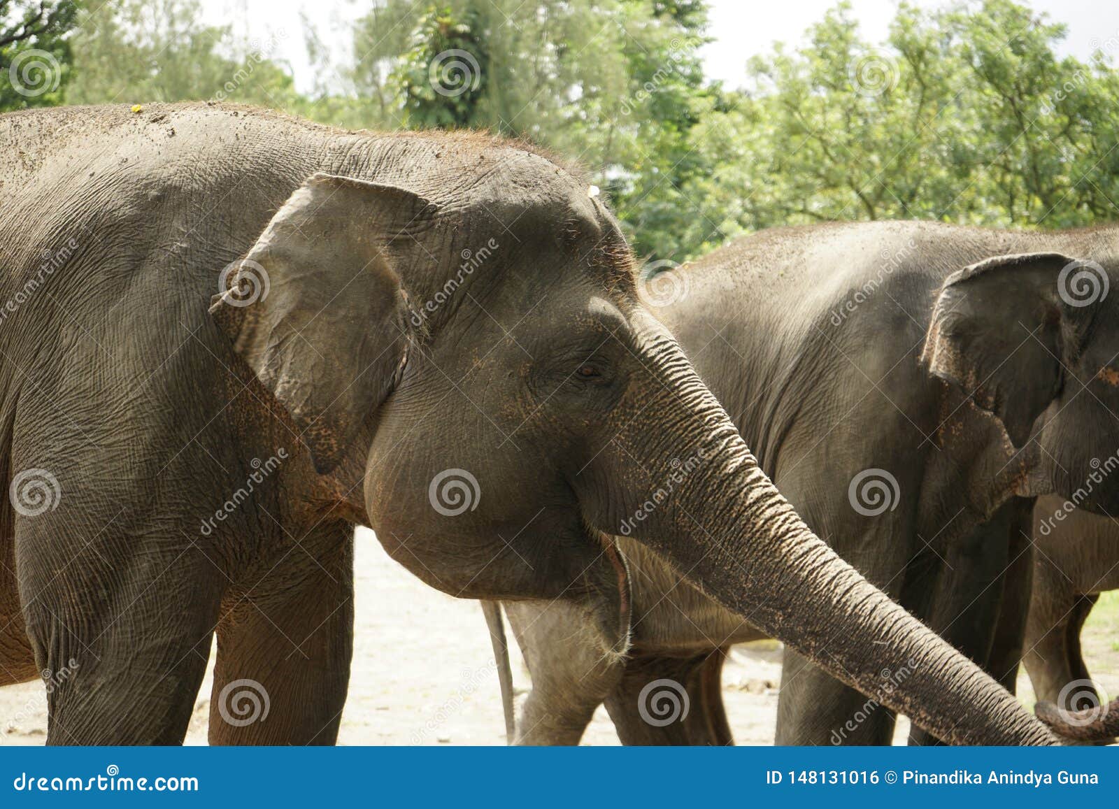 Asian elephant faces stock photo. Image of africa, beast 148131016