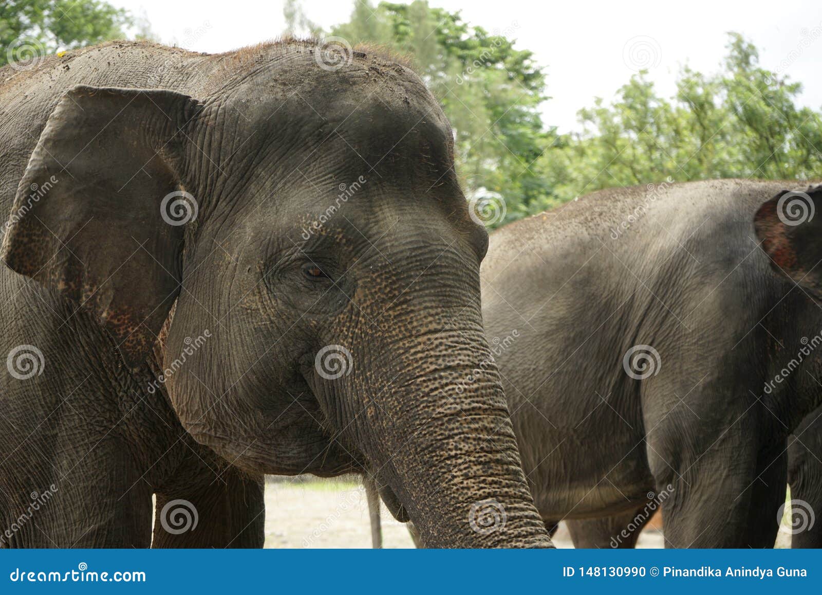 asian elephant faces