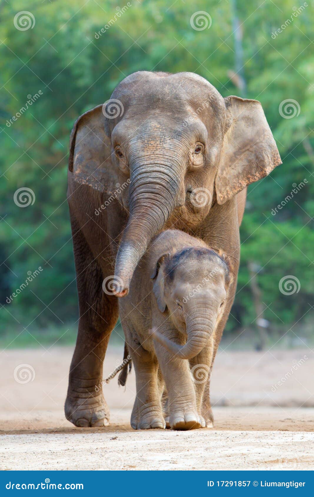 asian elephant familys walking 4