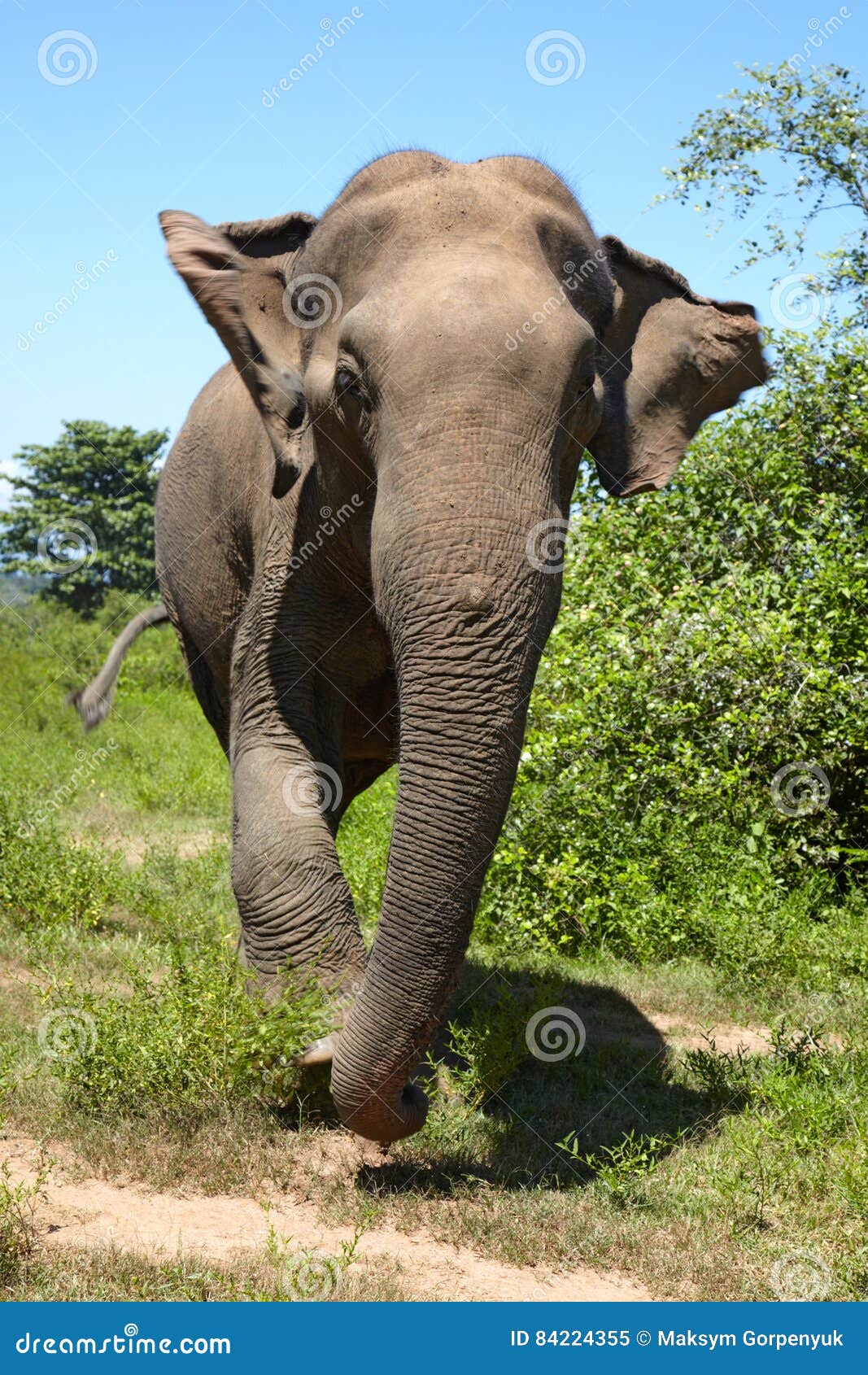 Asian Elephant Front View