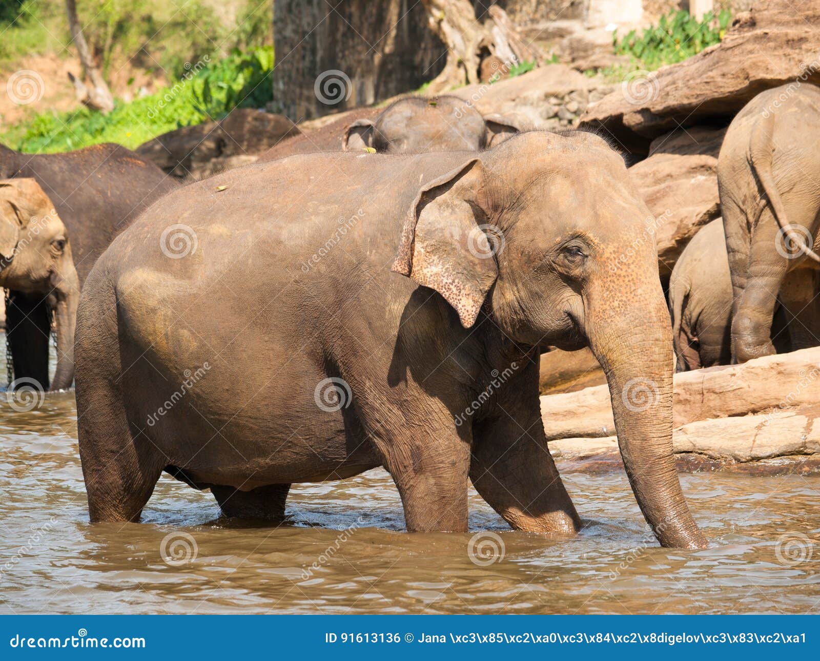 Asian Elephant Having Bath in River on Sri Lanka Elephas Maximus