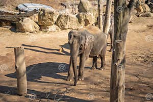 The Asian Elephant Is The Largest Living Land Animal In Asia Stock 